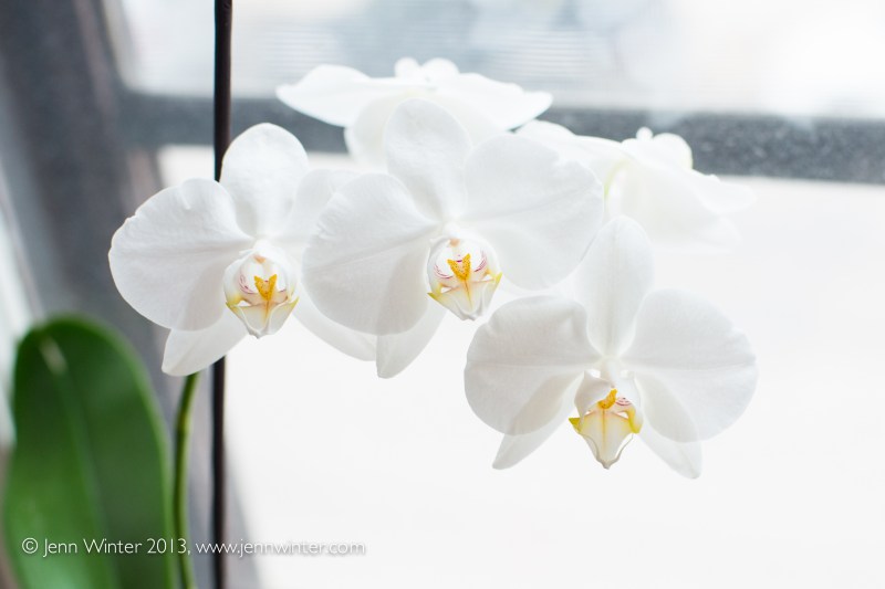 SpringFlowers-11