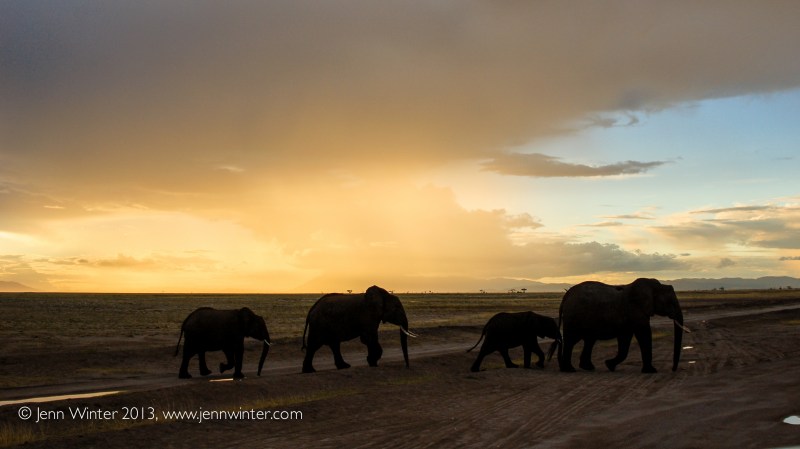 amboseli-22