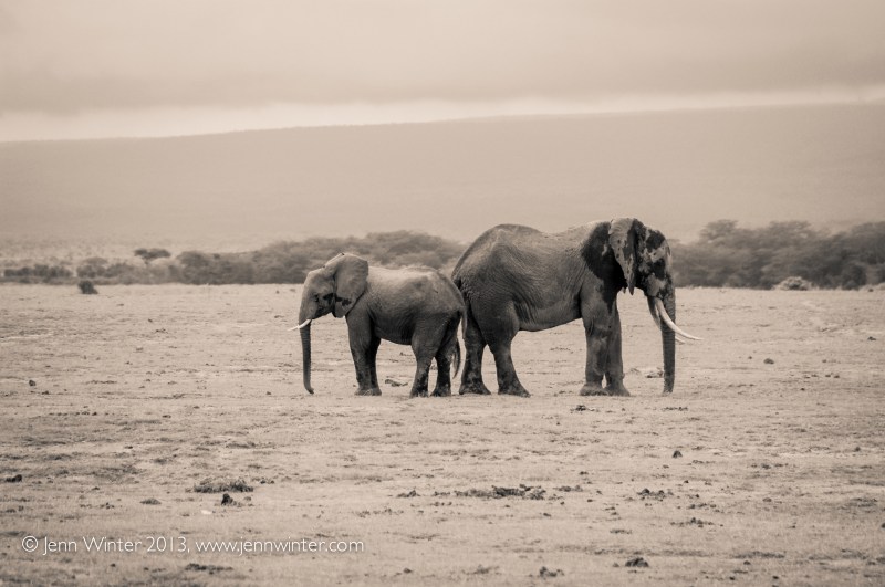 amboseli-24
