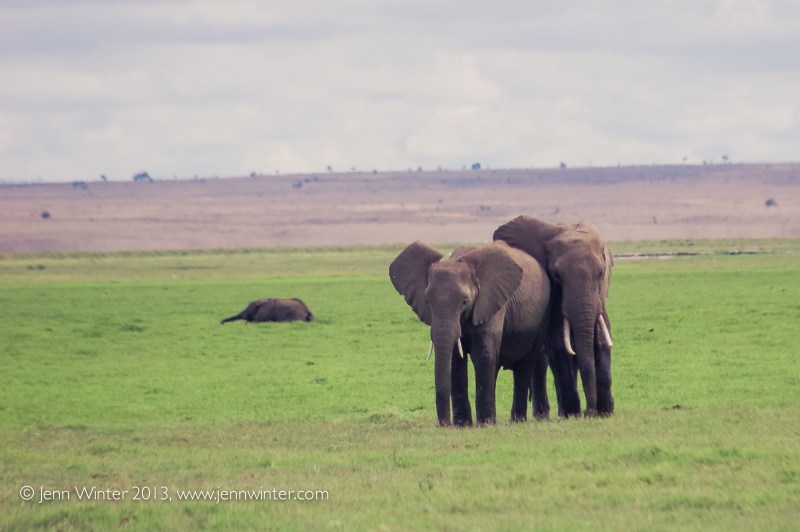 amboseli-27