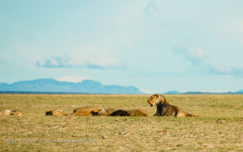 amboseli-7